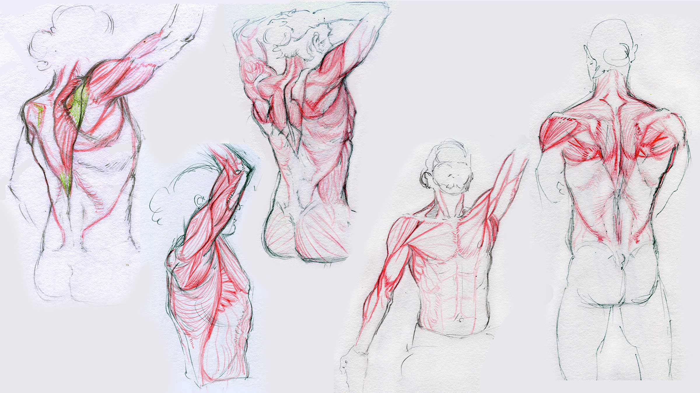 mfilipek_AnatomySketch